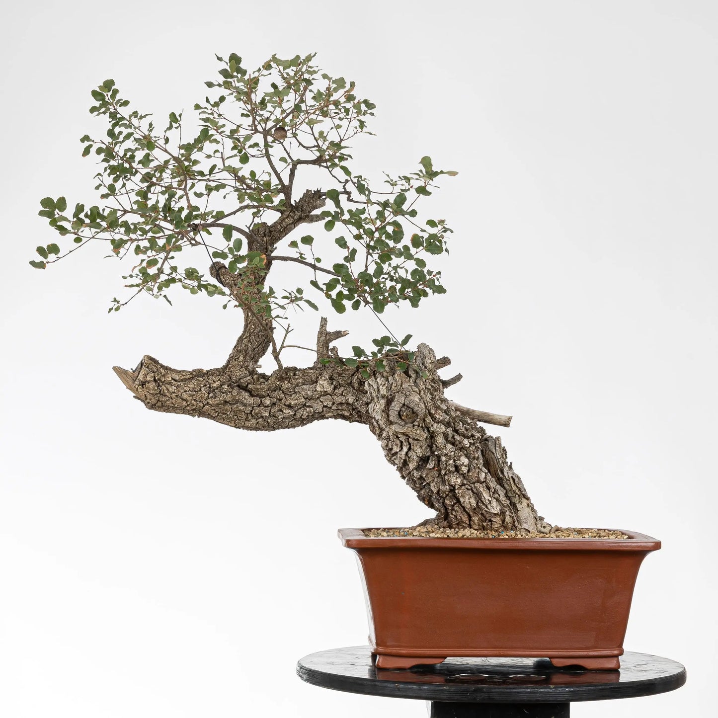 Cara trasera de bonsái de roble