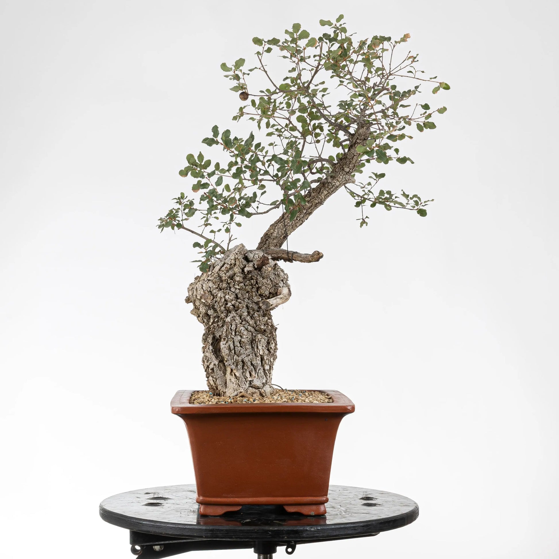 Cara derecha de bonsai de quejigo