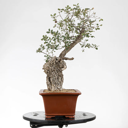 Cara derecha de bonsai de quejigo