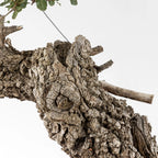 Detalle de corteza de bonsái de roble