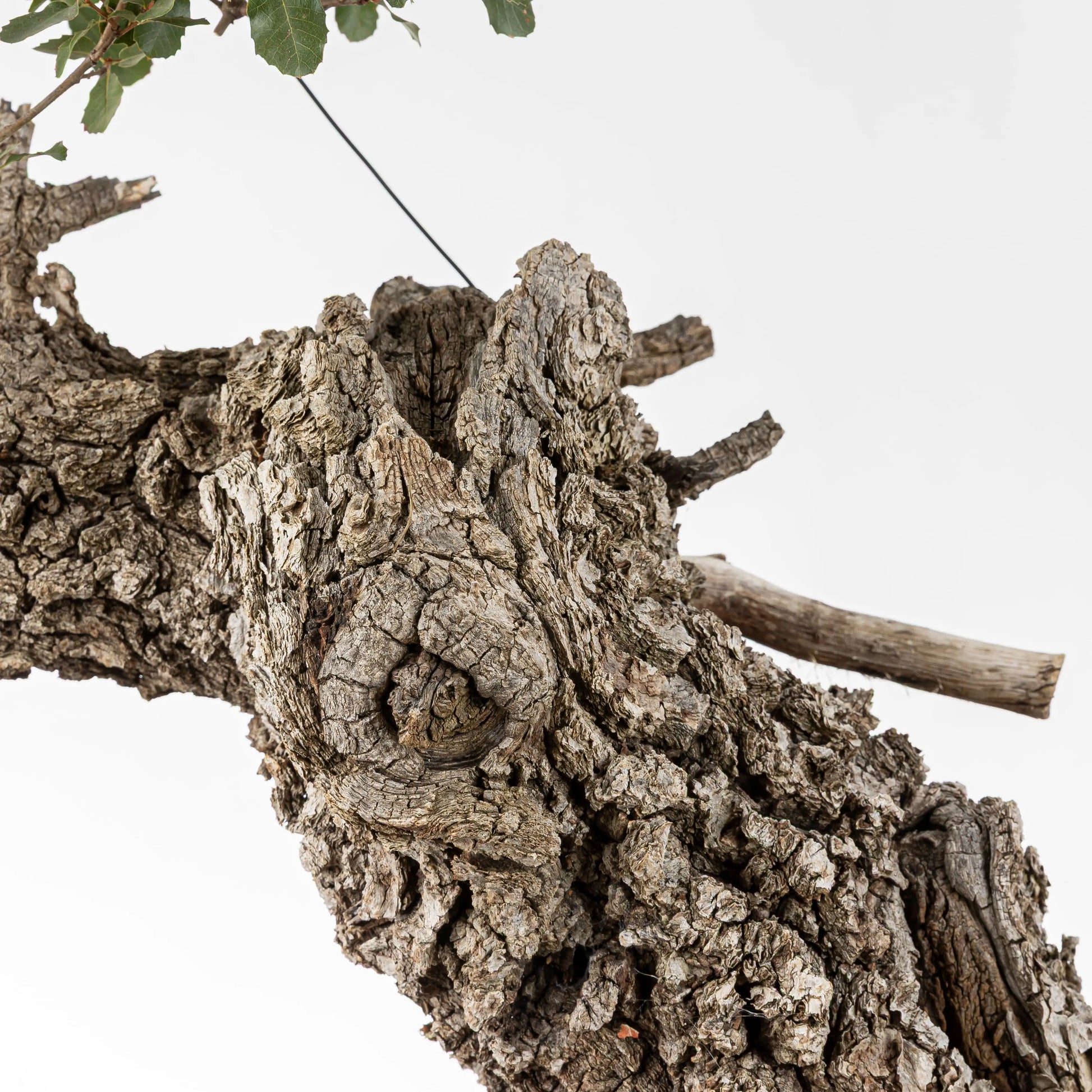 Detalle de corteza de bonsái de roble