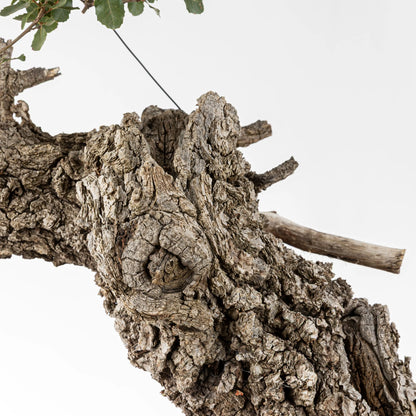 Detalle de corteza de bonsái de roble