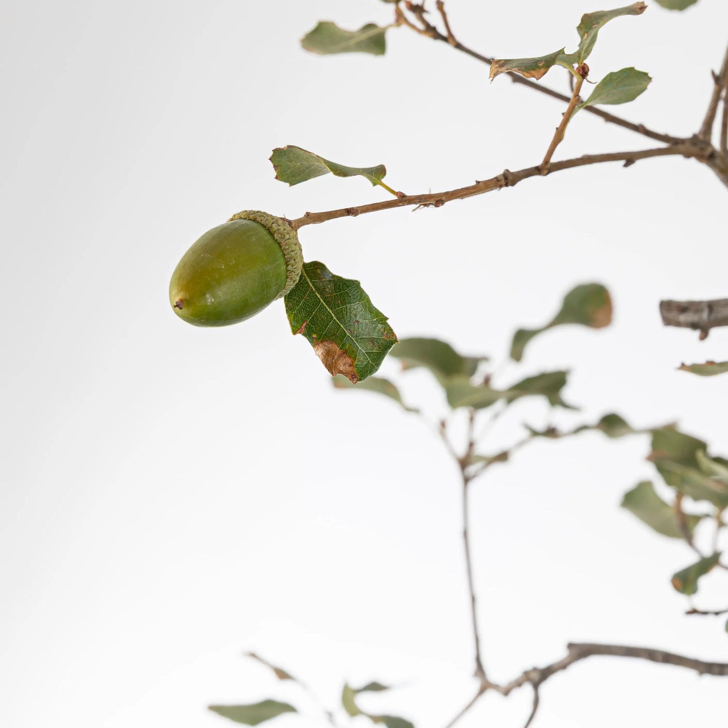 Detalle de bellota de roble