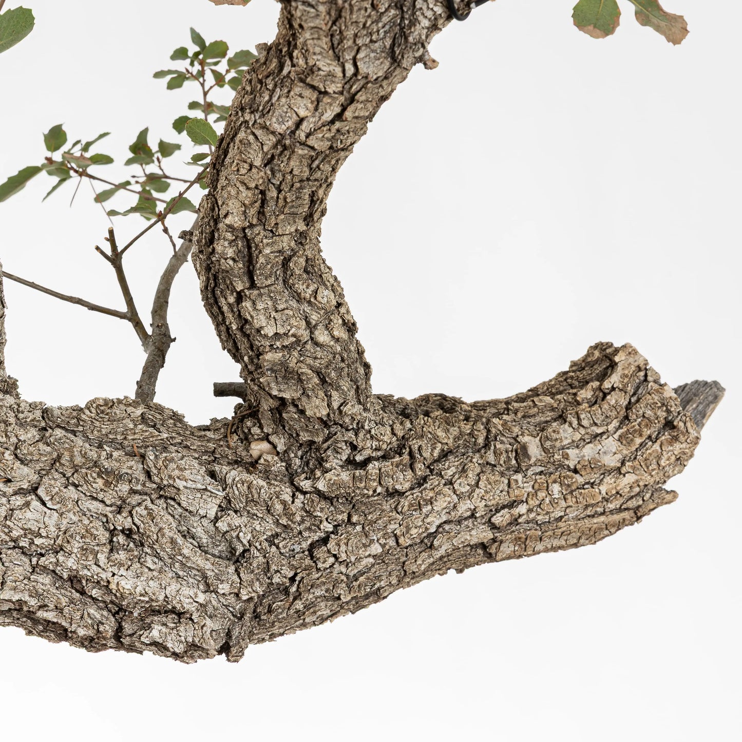 Detalle de jin para trabajar