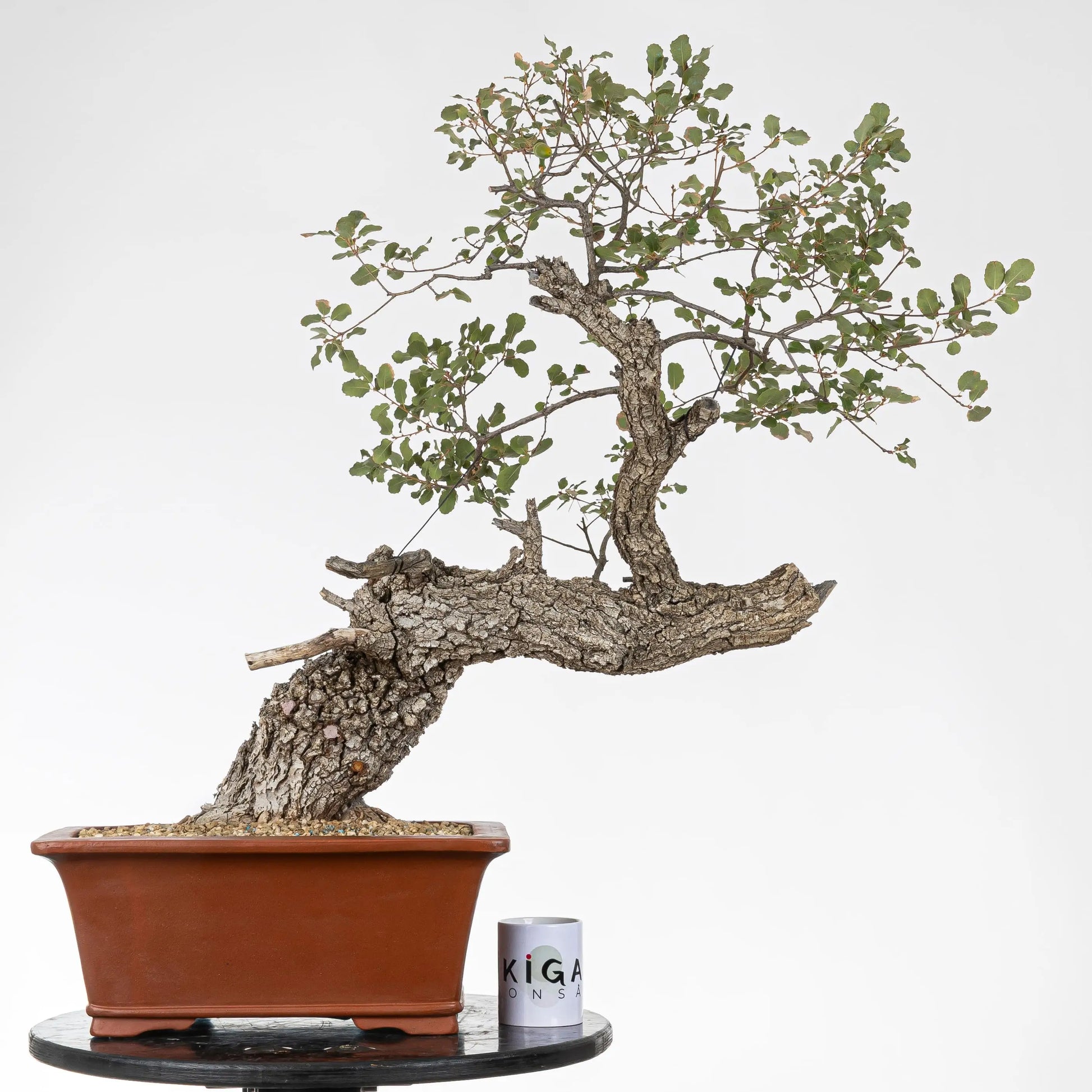 Comparativa de tamaño de bonsai de roble con una taza de la tienda de ikigai bonsái