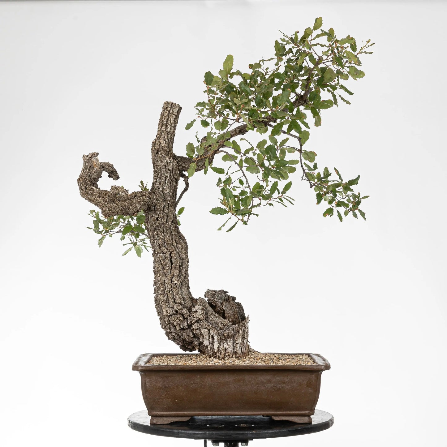 Frente de bonsai yamadori de roble estilo bunjin con maceta rectangular yixing