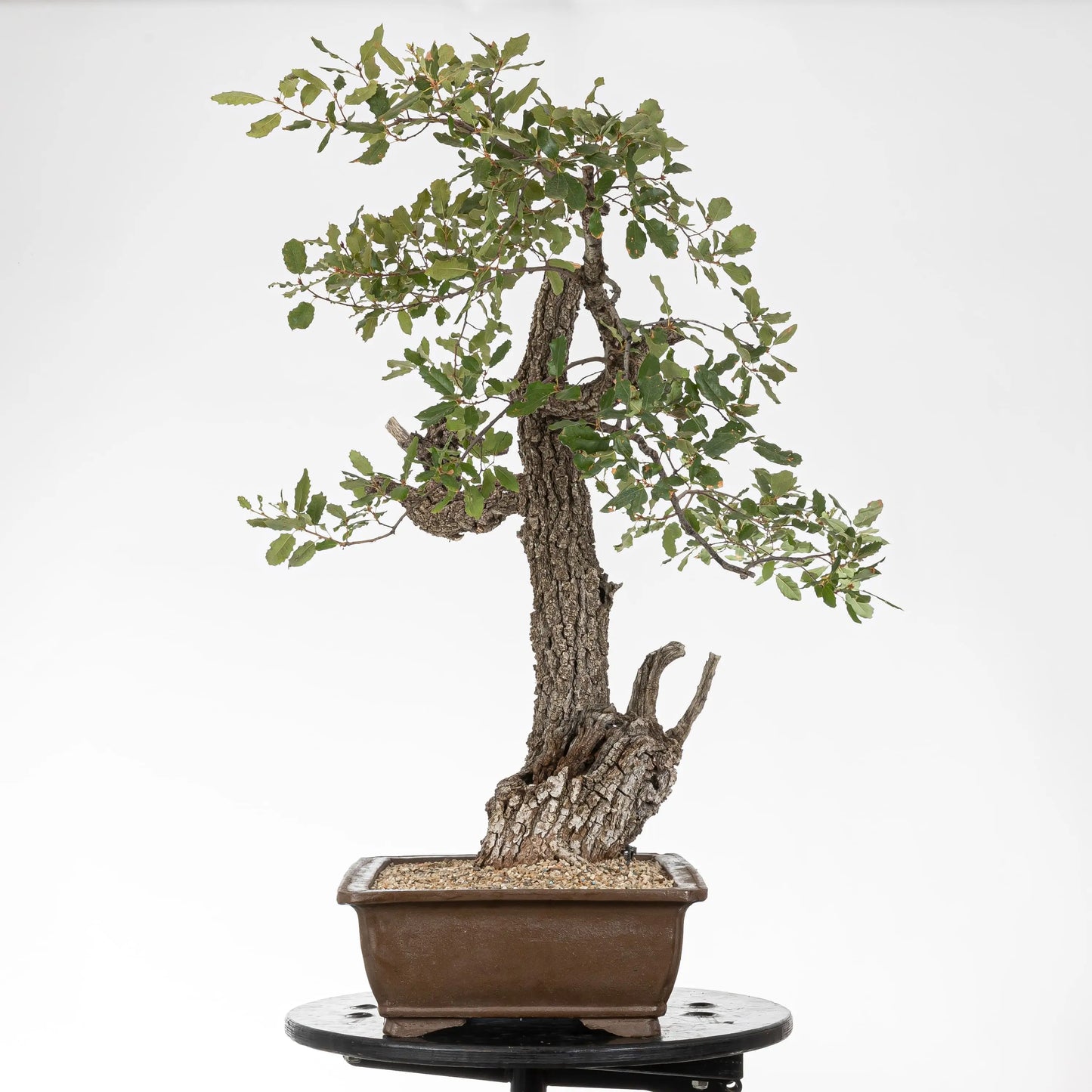 Cara derecha de bonsai de roble