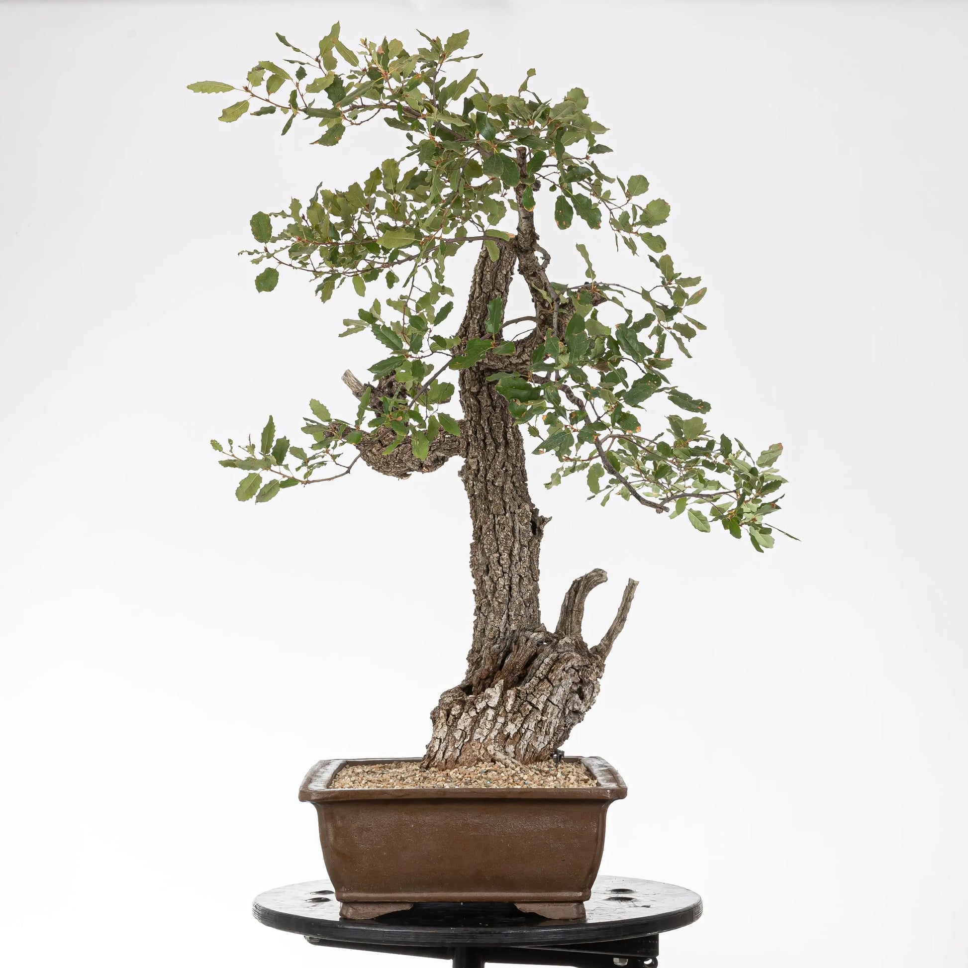 Cara derecha de bonsai de roble