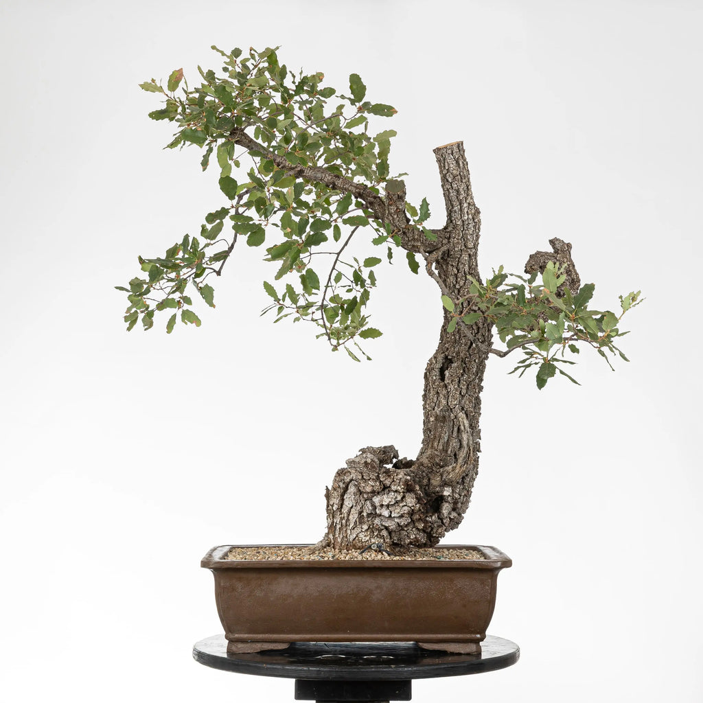 Cara trasera de bonsai de roble donde se ve fuertemente el apice hacia la izquierda