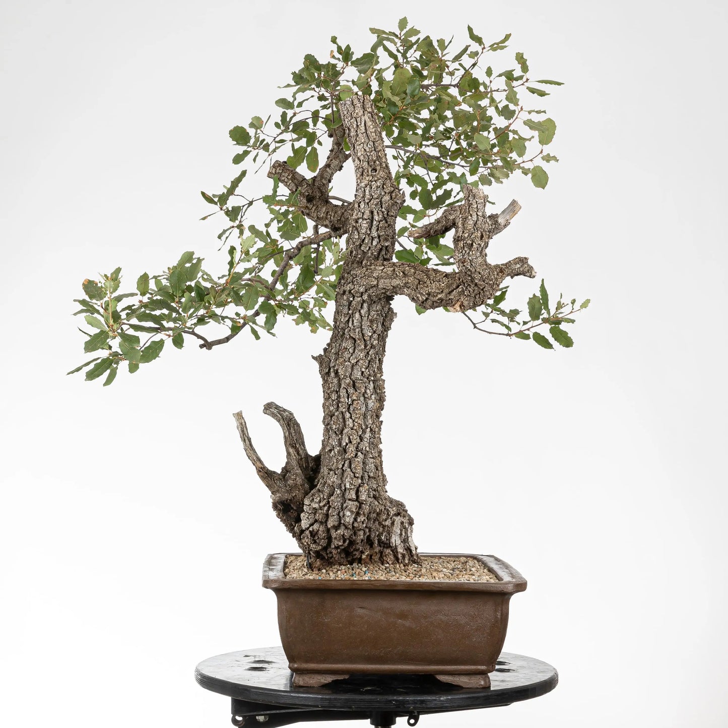 Cara izquierda de bonsai de roble
