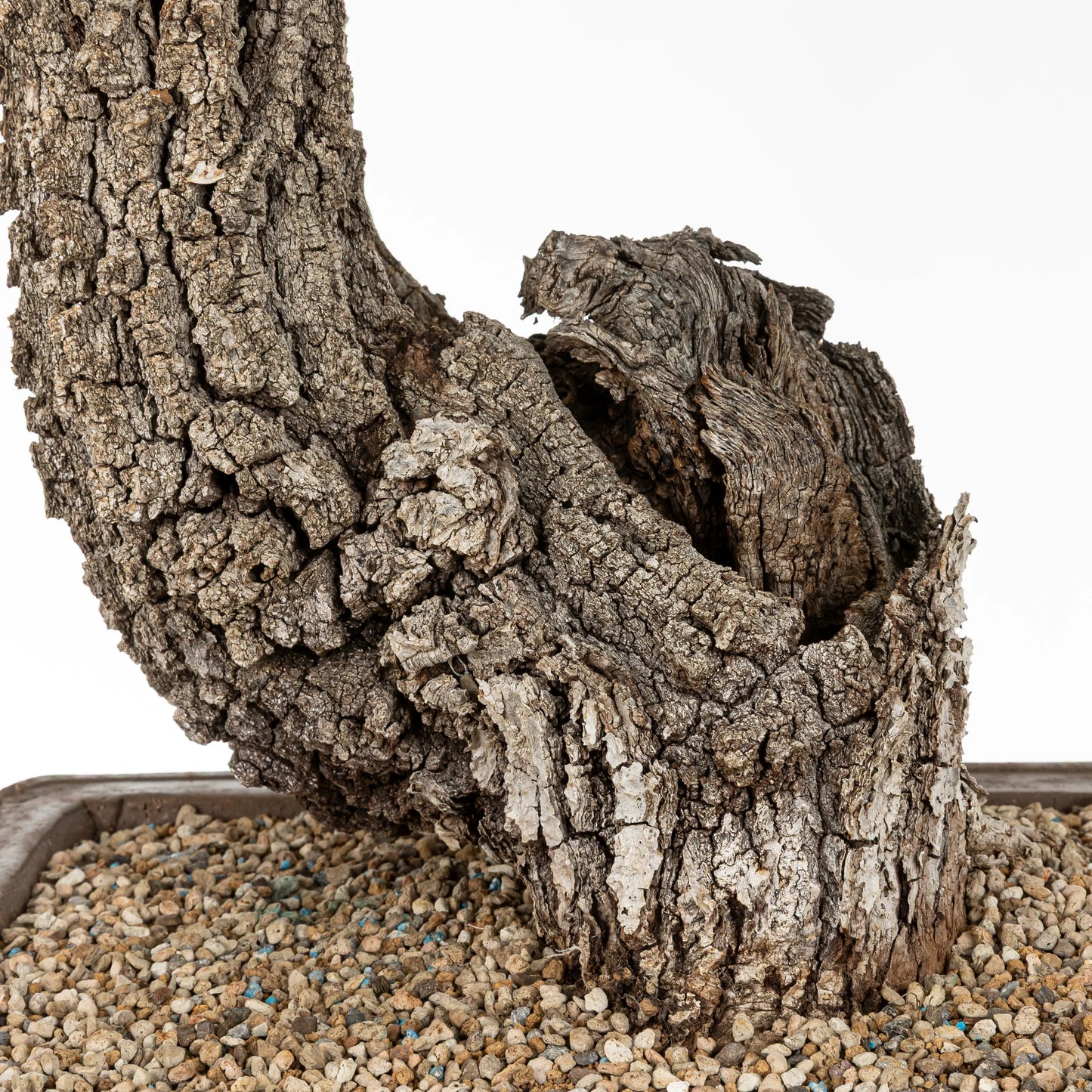 Detalle de bonsai con shari potenten y corteza gruesa