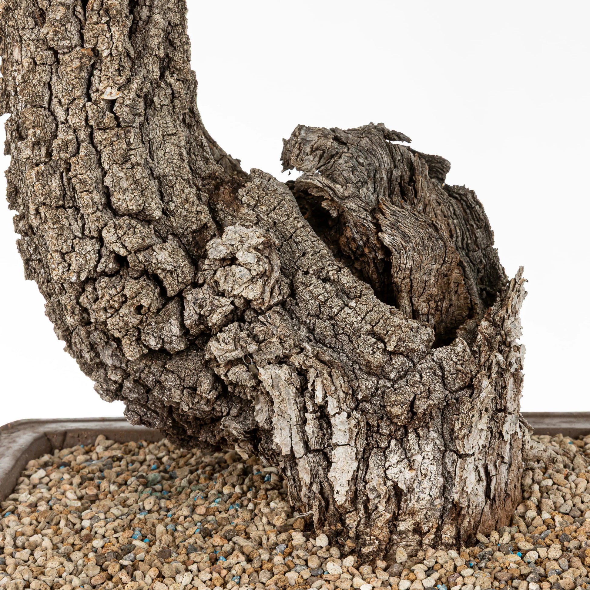 Detalle de bonsai con shari potenten y corteza gruesa