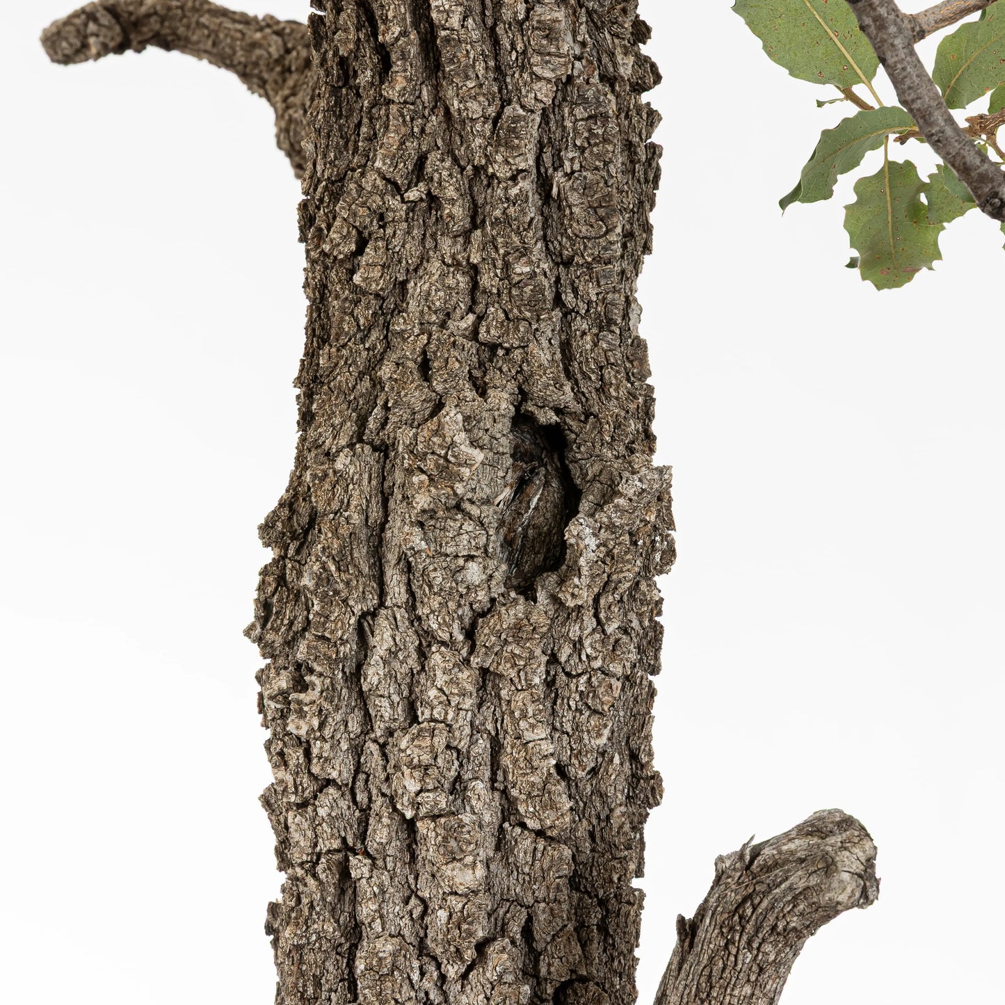 Detalle de hueco entre la corteza