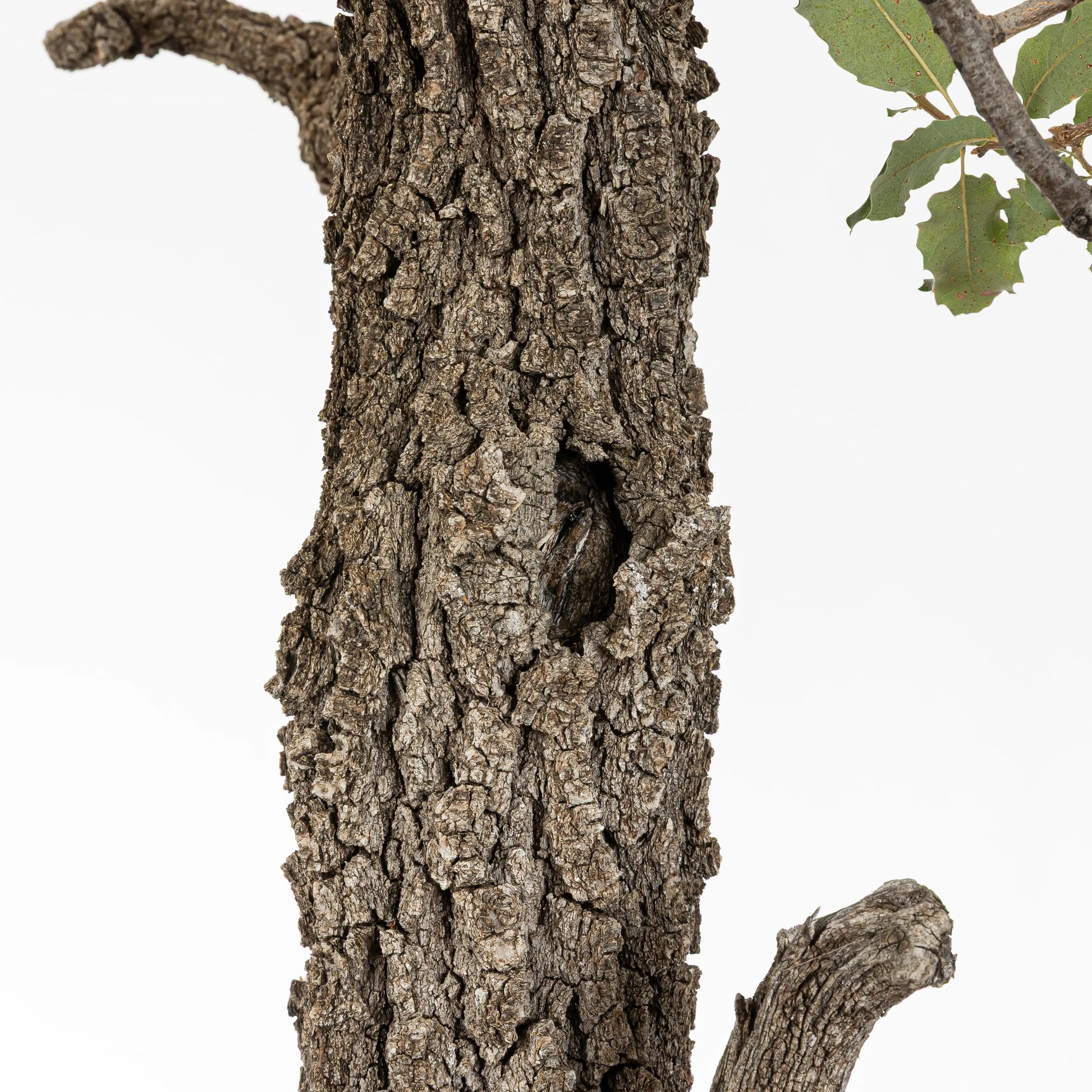 Detalle de hueco entre la corteza