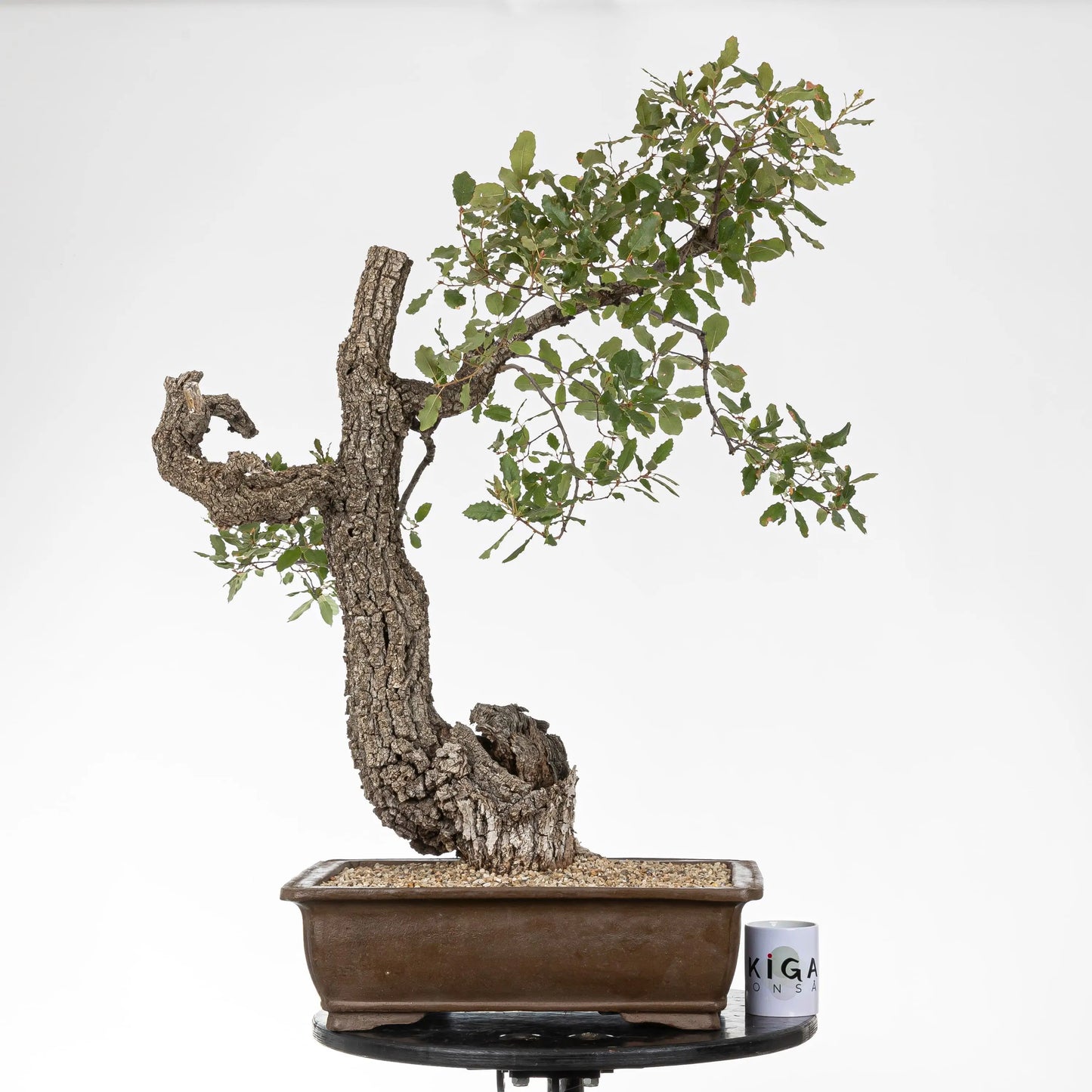 Comparativa de tamaño del bonsai con una taza de café de la tienda ikigai bonsái