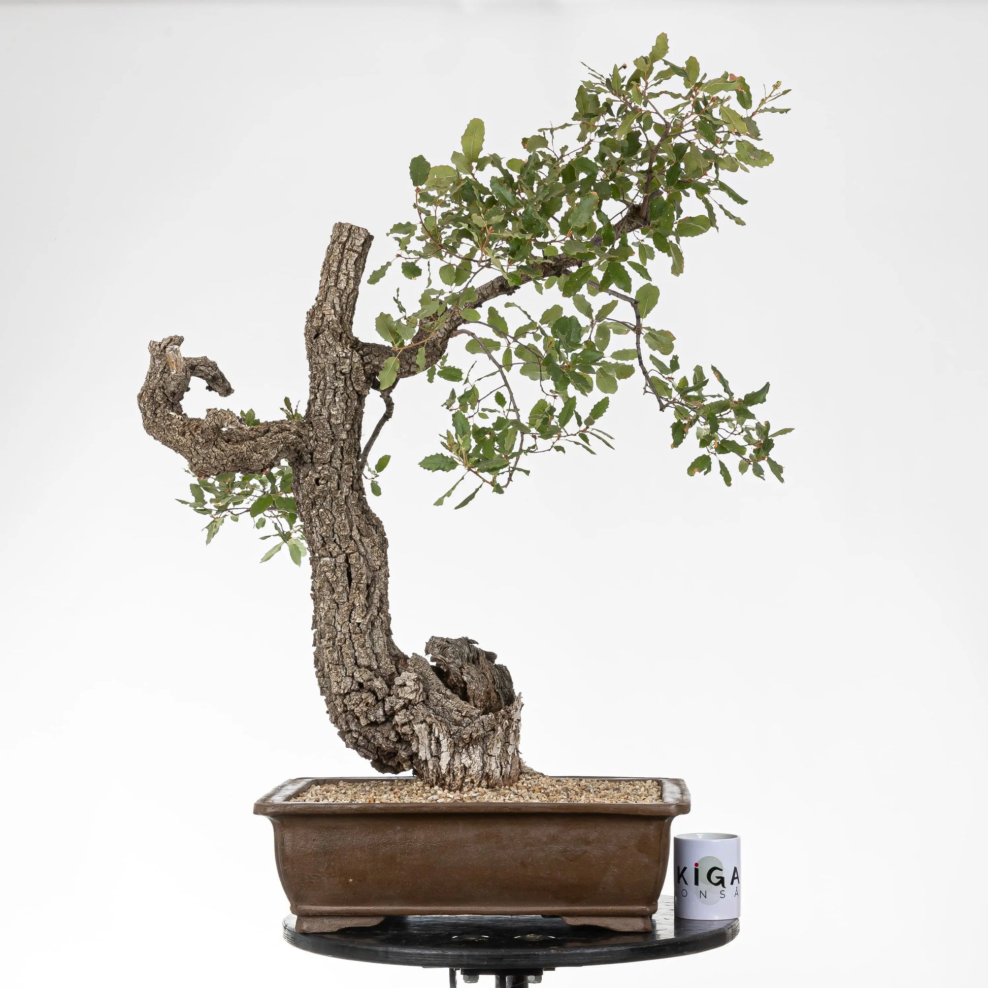 Comparativa de tamaño del bonsai con una taza de café de la tienda ikigai bonsái