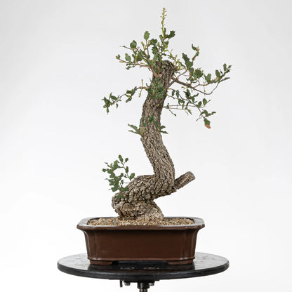 Grente bonsai de roble con corteza y movimiento en la base