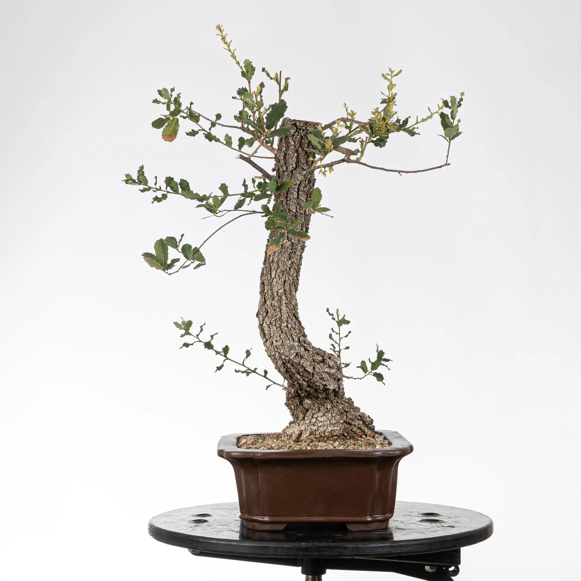 lado izquierdo de bonsái de roble