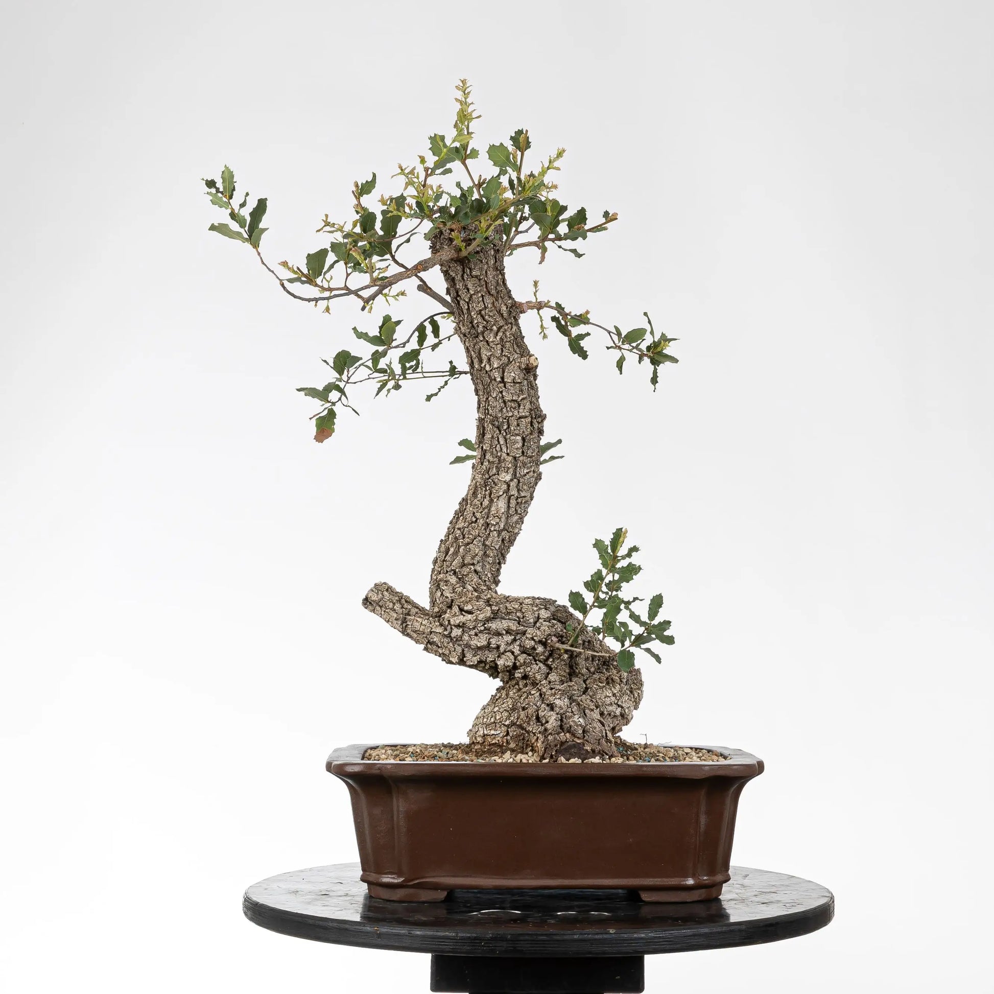 Cara trasera de bonsái de roble con mucha corteza