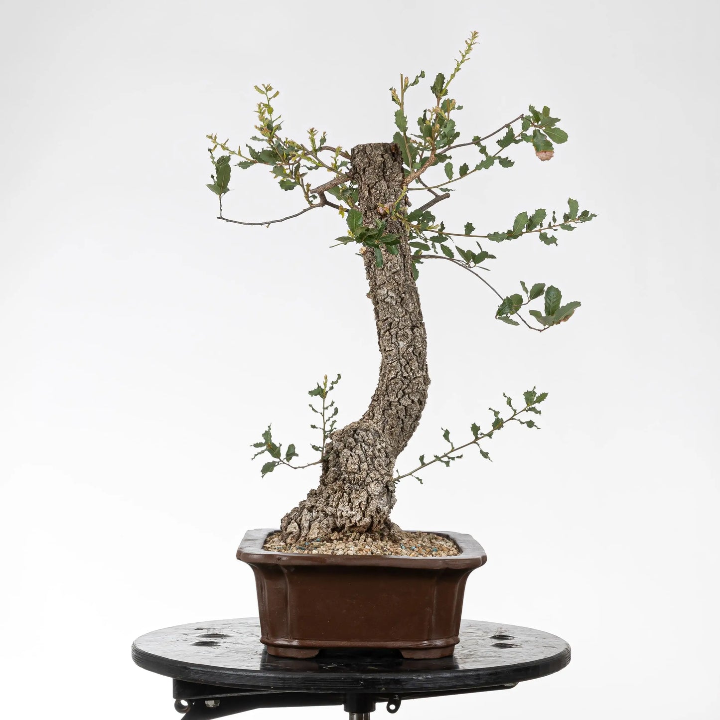 Cara izquierda de bonsái de roble con mucha corteza