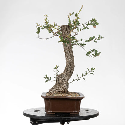 Cara izquierda de bonsái de roble con mucha corteza