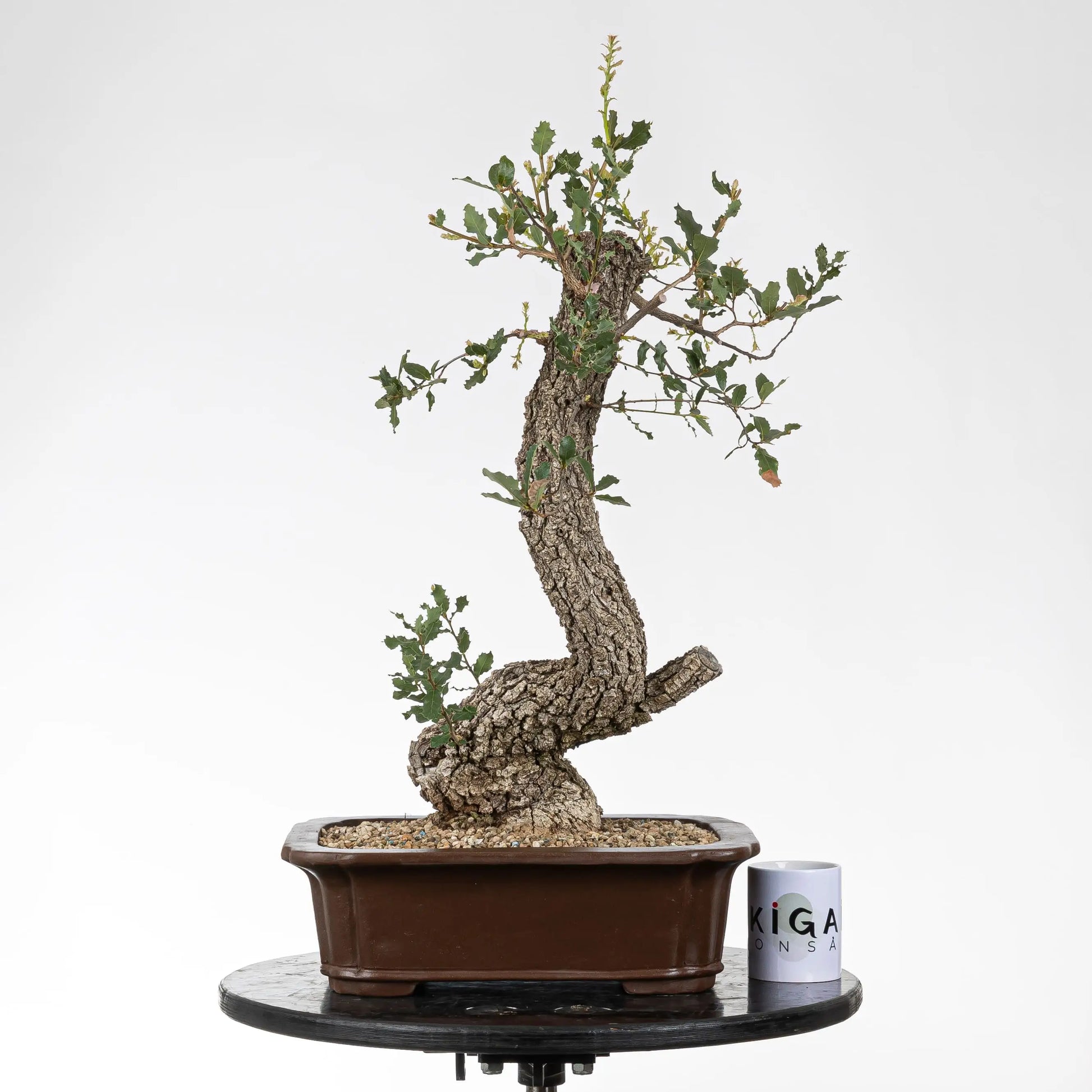 Comparativa de tamaño de bonsái de quejigo y taza de ikigia bonsái.