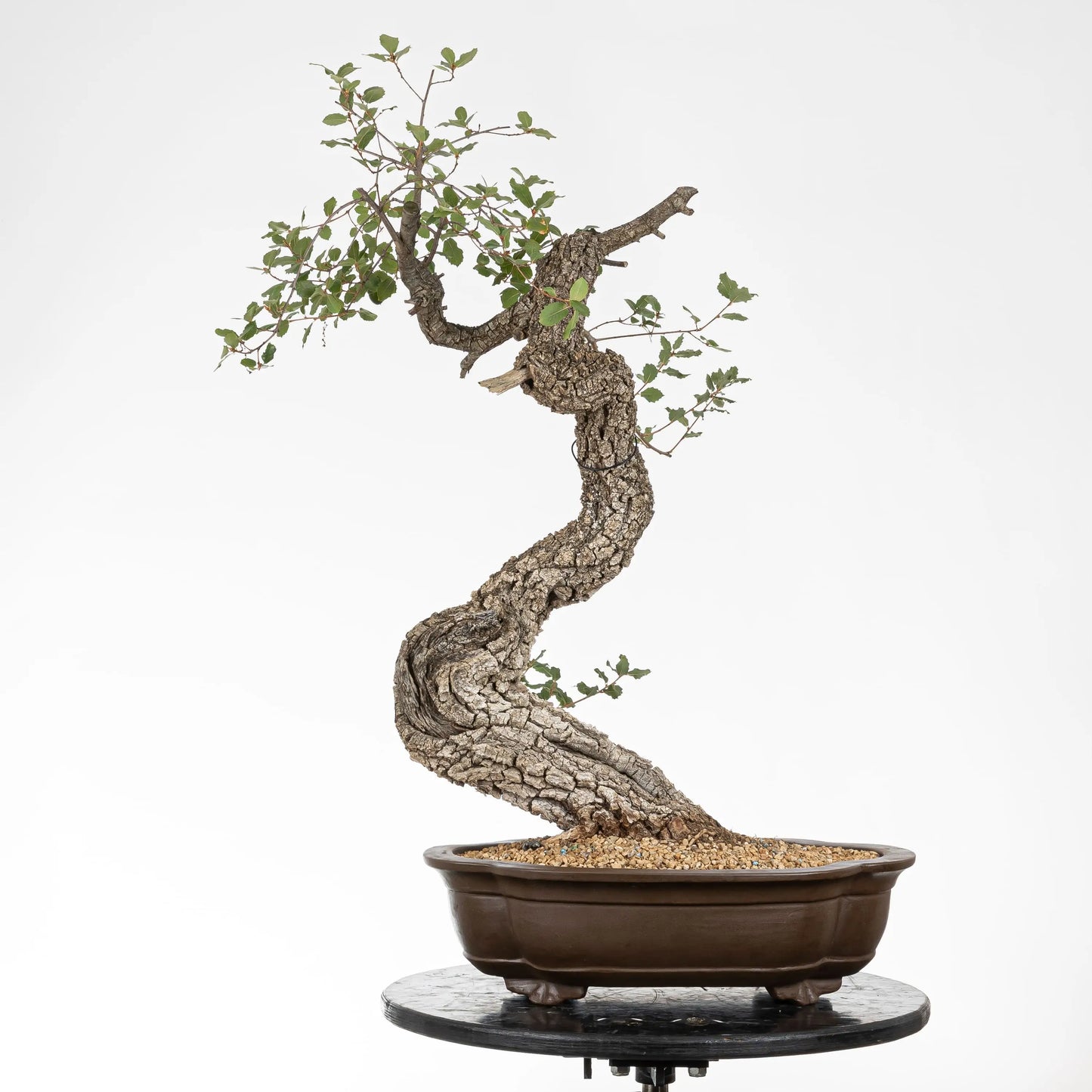 Frente de bonsai yamadori de roble