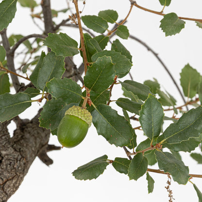 Detalle de bellota de quejigo