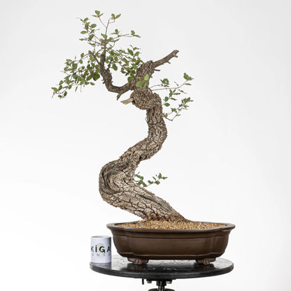 Comparativa de tamaño del bonsai con una taza de la tienda ikigai bonsái