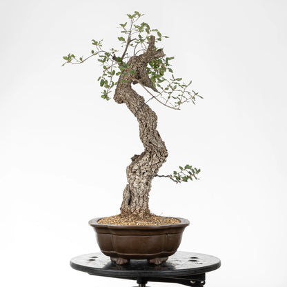 Cara izquierda de bonsai de roble