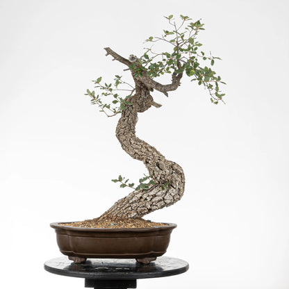 Cara trasera de bonsai de quejigo