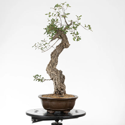 Cara izquierda de bonsai de quejigo