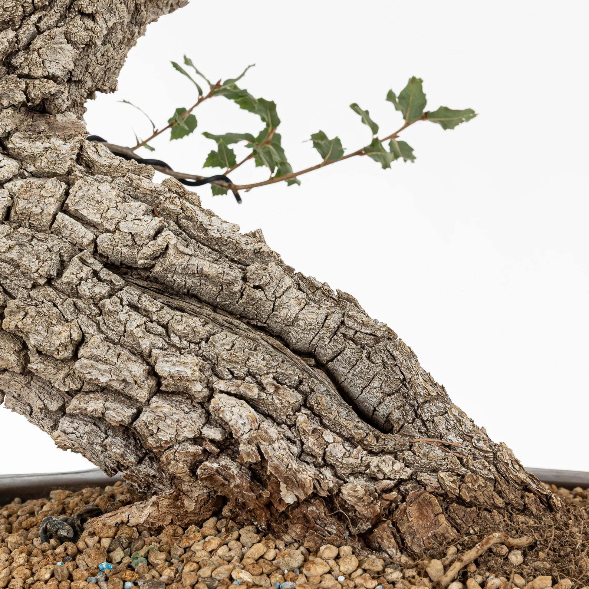 Detalle de nebari donde se observa un shari pequeño con mucha corteza gruesa del tronco, se ve que el sustrato es poroso, de akadama y pomice