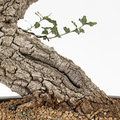 Detalle de nebari donde se observa un shari pequeño con mucha corteza gruesa del tronco, se ve que el sustrato es poroso, de akadama y pomice