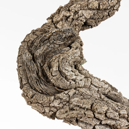 Detalle de curva en bonsai de roble donde se observa un shari en curva junto la corteza gruesa