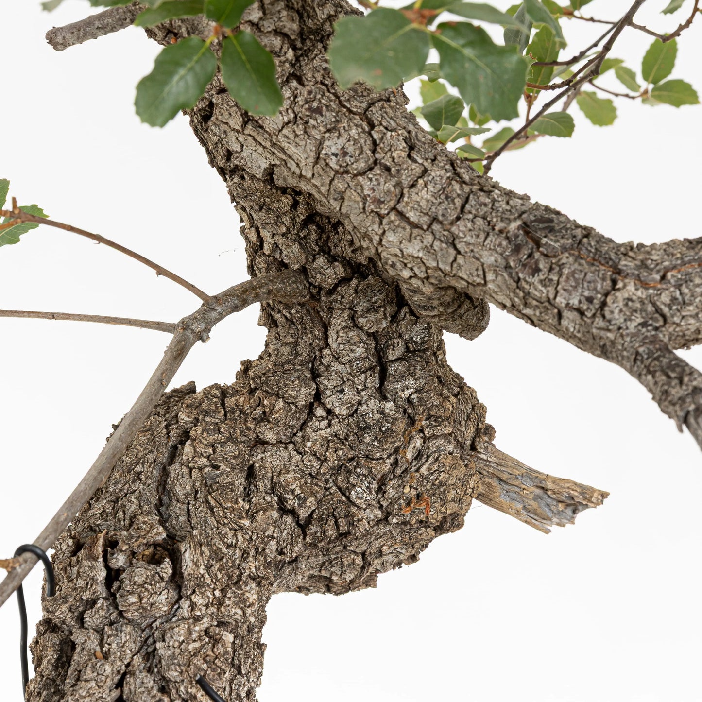 Detalle de corteza en el tronco del bonsai de quejigo