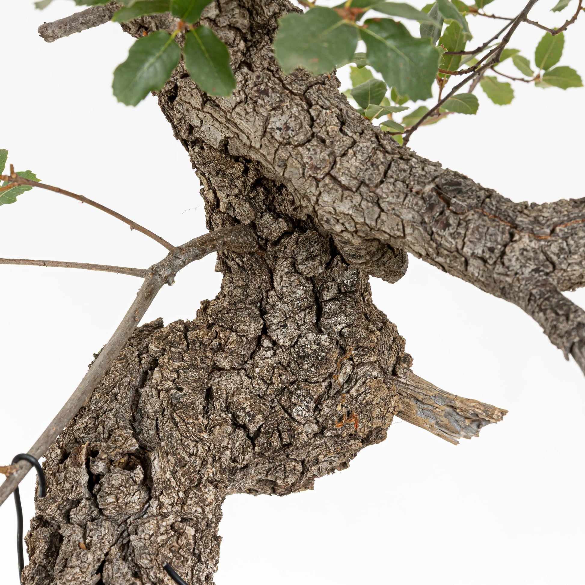 Detalle de corteza en el tronco del bonsai de quejigo