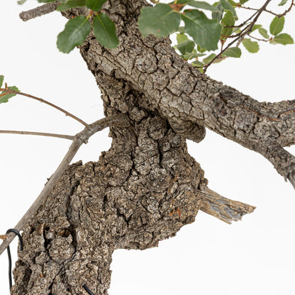 Detalle de corteza en el tronco del bonsai de quejigo
