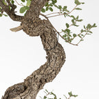 Detalle del tronco del bonsai donde se ve que todo es corteza y alguno sharis camuflados por el mismo color y textura