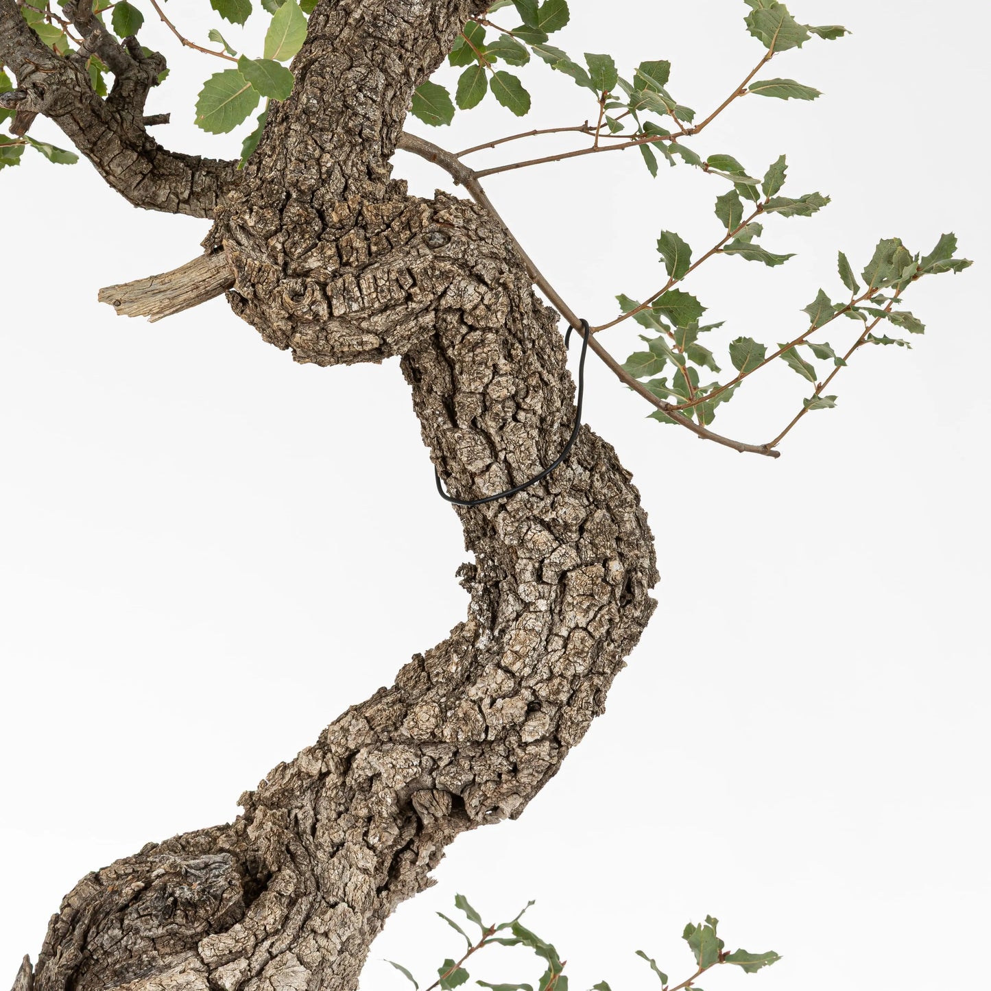 Detalle del tronco del bonsai donde se ve que todo es corteza y alguno sharis camuflados por el mismo color y textura