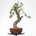 Frente de bonsai yamadori de roble en maceta mokko con dibujo floral y color marrón rojizo.