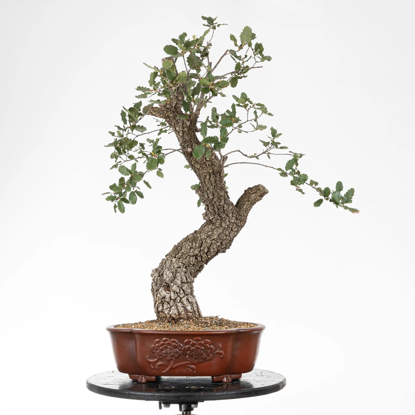 Frente de bonsai yamadori de roble en maceta mokko con dibujo floral y color marrón rojizo.