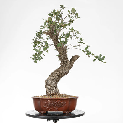 Frente de bonsai yamadori de roble en maceta mokko con dibujo floral y color marrón rojizo.