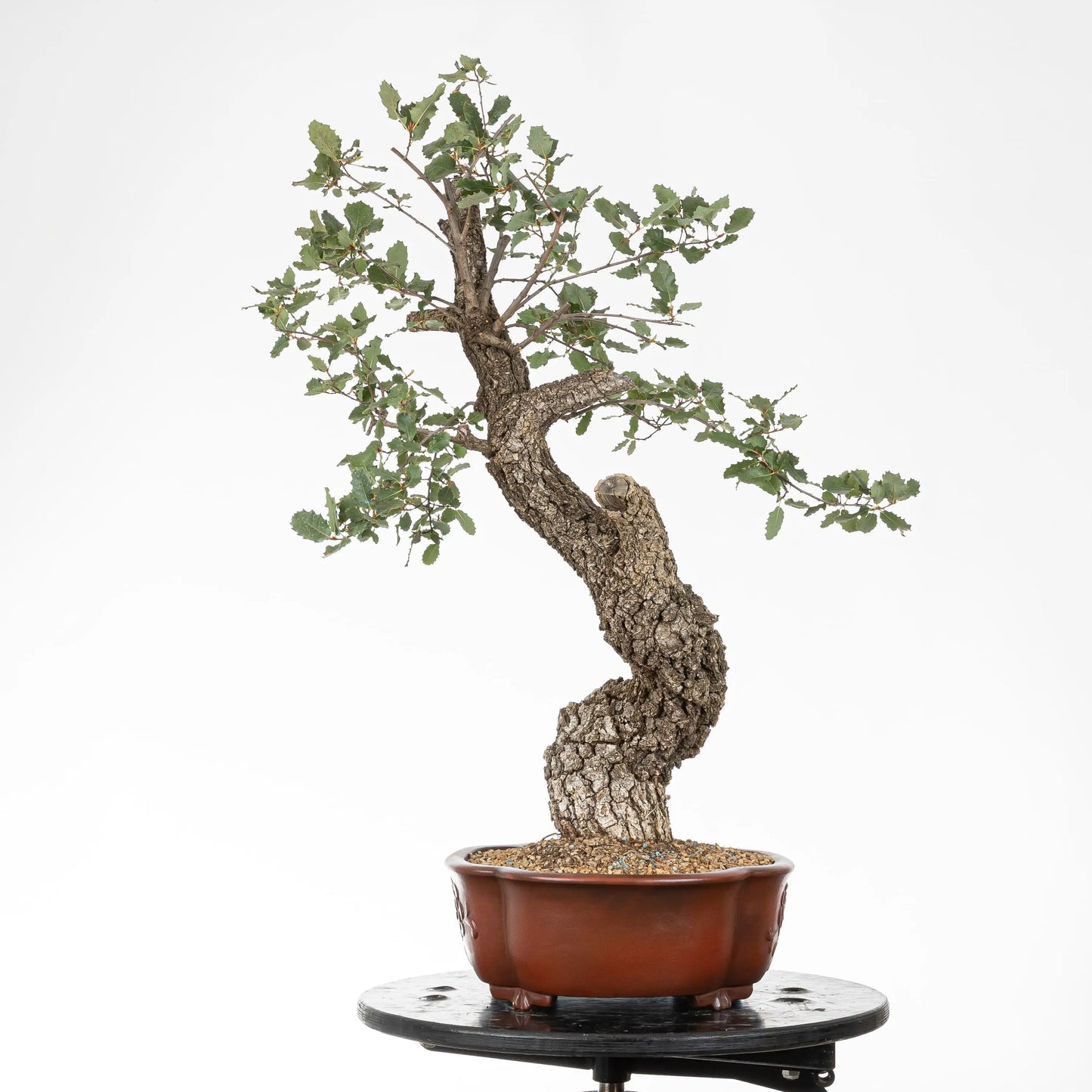 Cara derecha de bonsái yamadori de roble con inclinación hacia el frente.