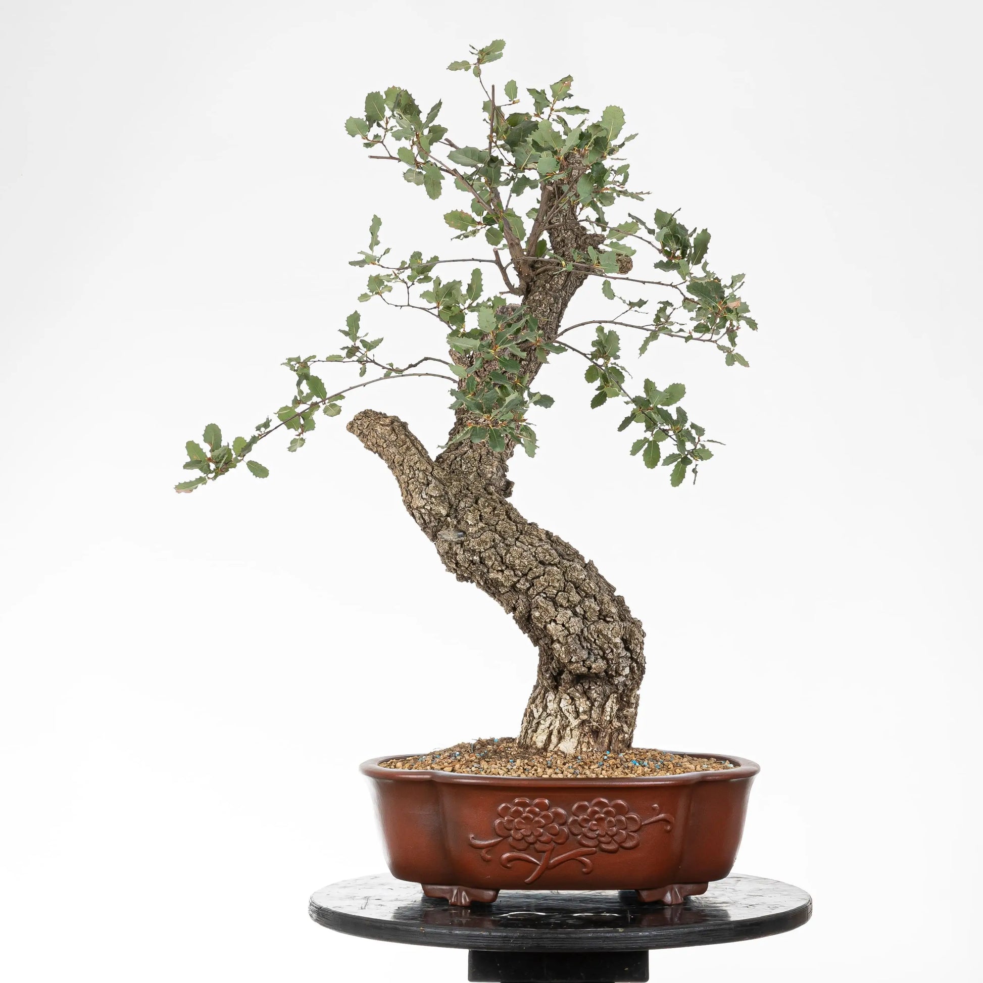 Cara trasera de bonsai yamadori donde se observa el nacimiento de ramas y la corteza vieja