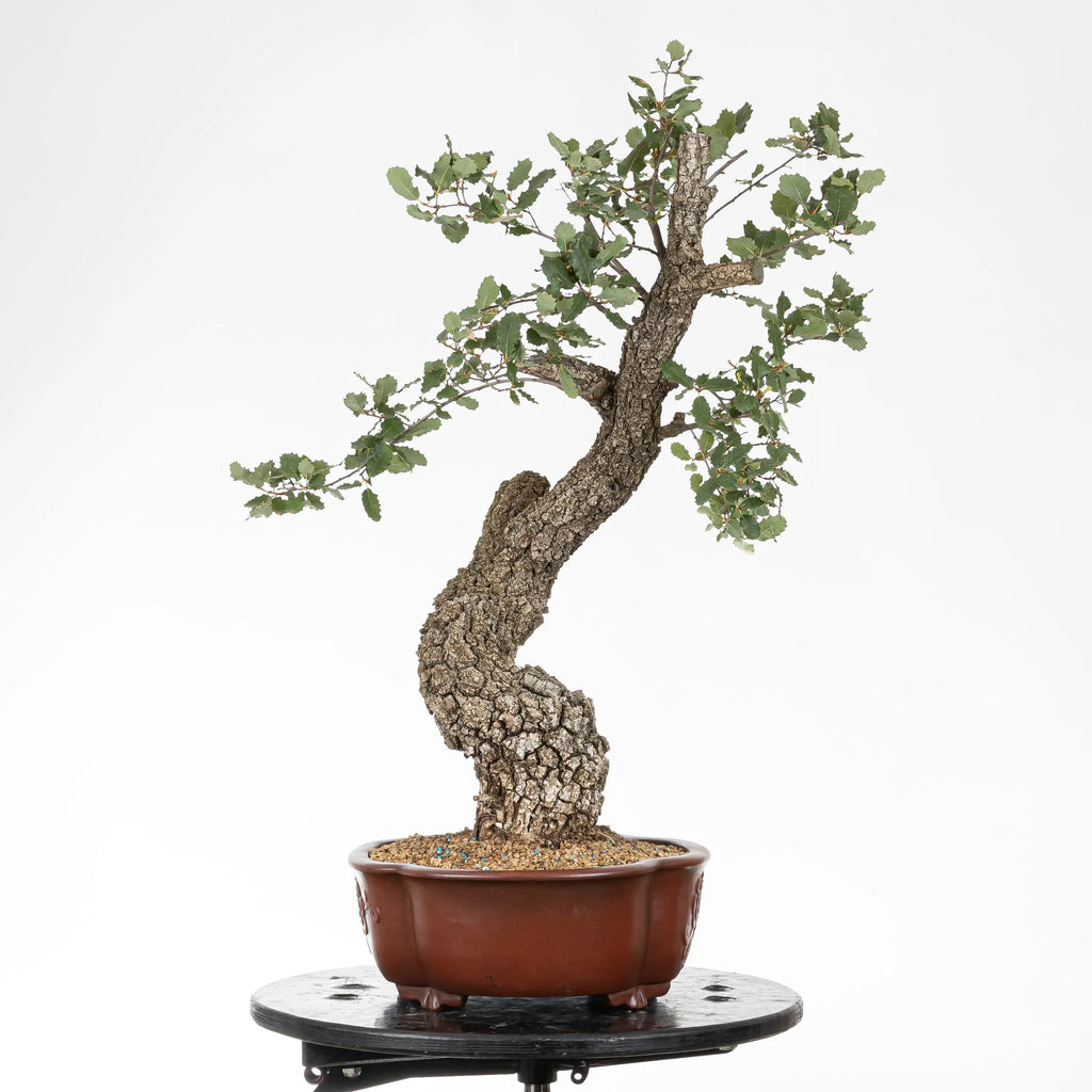 Cara zquierda de bonsai yamadori de quejigo con incinación hacia el frente