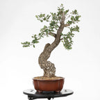Cara zquierda de bonsai yamadori de quejigo con incinación hacia el frente