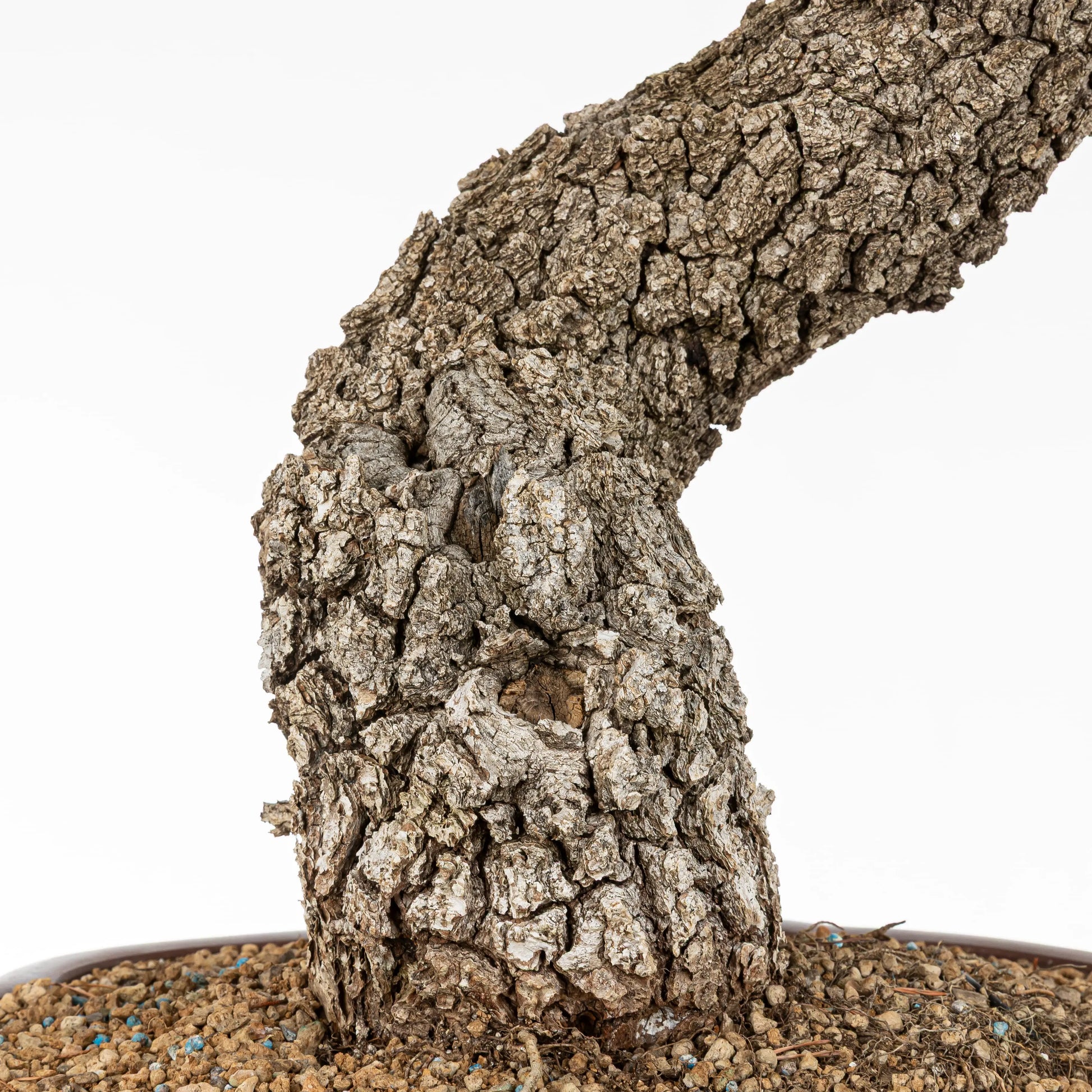 Detalle del tronco concorteza y donde se observa el sustrato de granulado pomice akadama