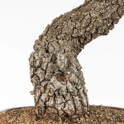 Detalle del tronco concorteza y donde se observa el sustrato de granulado pomice akadama