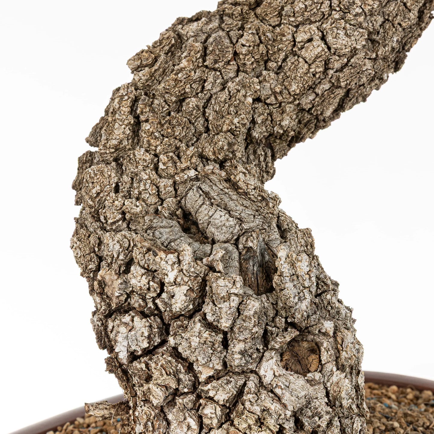 Detalle de la corteza de bonsai yamadori de quejigo